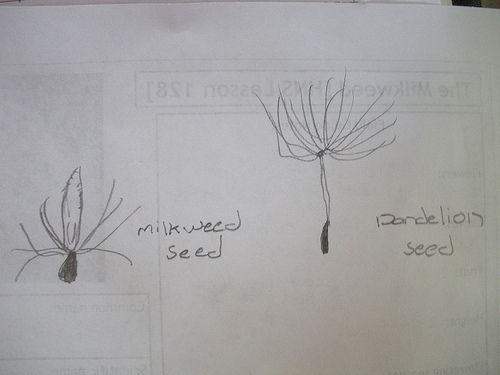 Milkweed notebook page (1)