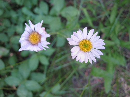 Asters