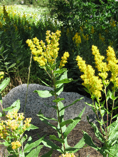 Goldenrod 