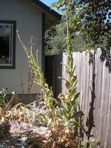 Mullein September