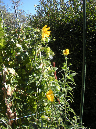 Prairie Sunflowers 2