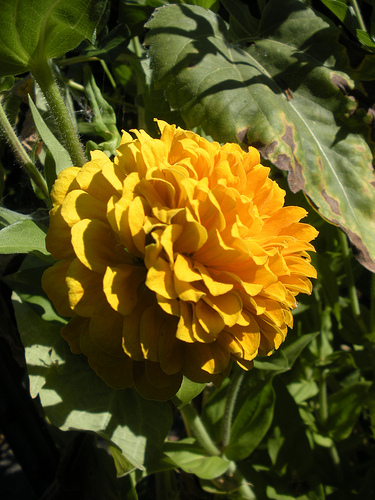 Zinnia in Garden - Yellow