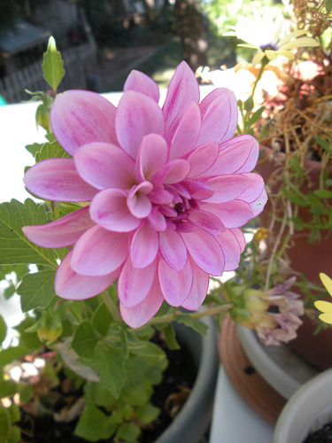 Container Dahlias 1