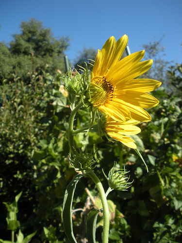 Prairie Sunflowers 1