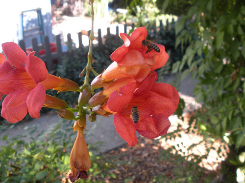 Bees in the Trumpet Vine