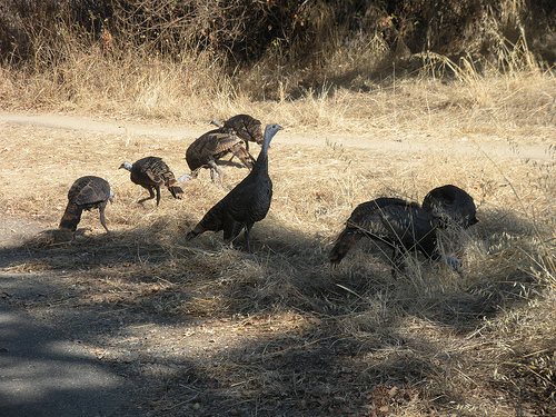 Wild Turkeys - American River Trail
