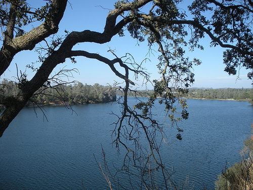 American River with oak