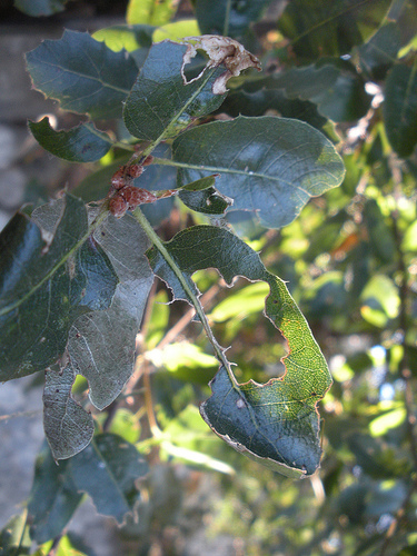 Oak Leaves 2