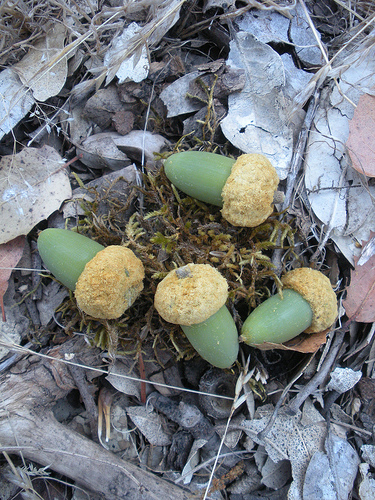 Acorns and moss 