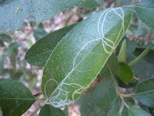 Leaf Miner 2