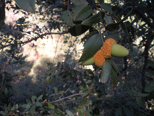 Oaks and Acorns 1