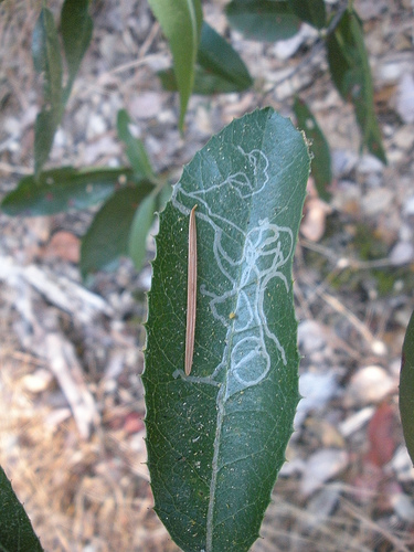 Leaf Miner 1