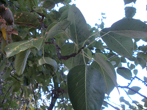 Pear study - leaves