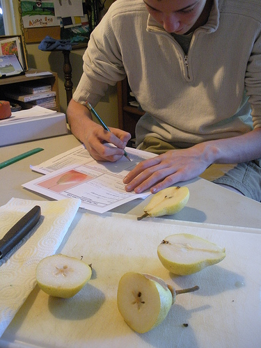 Pear study - Dissection and observations