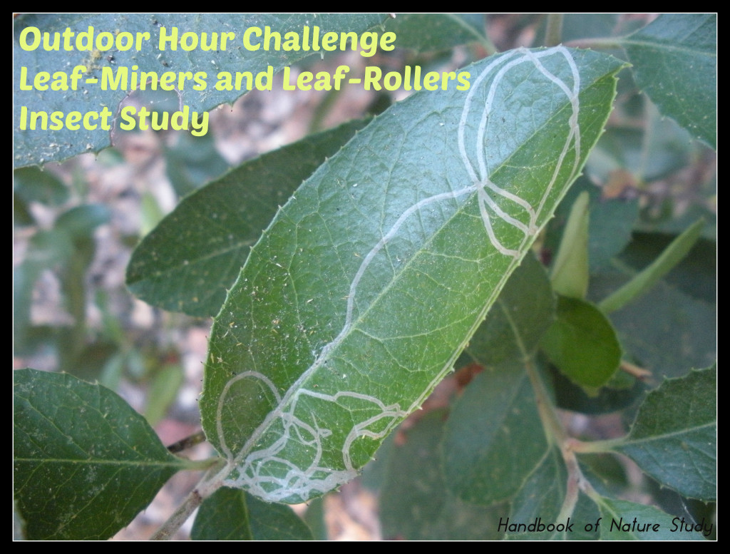Outdoor Hour Challenge Leaf Miners and Leaf Rollers Insect Study @handbookofnaturestudy