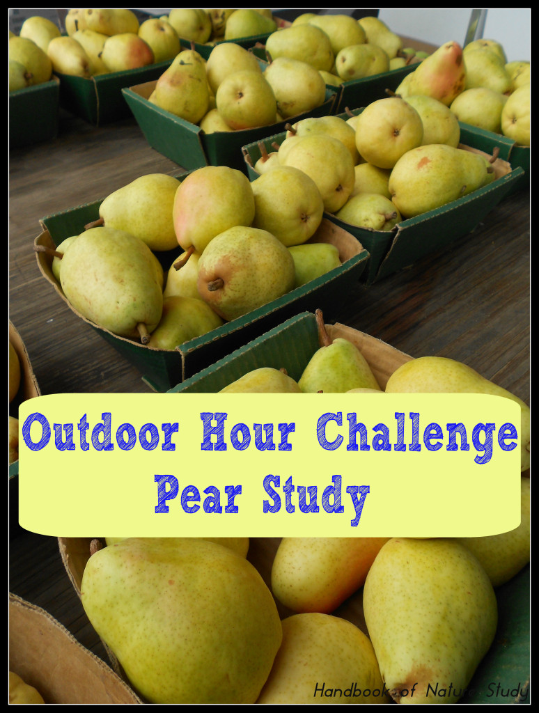 Outdoor Hour Challenge Pear nature Study @handbookofnaturestudy