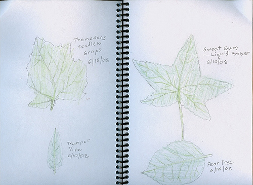 Leaves for nature journal
