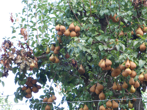 Pears on the Tree