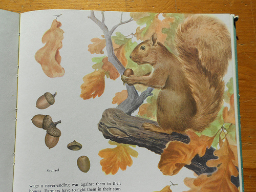 Squirrel illustration 