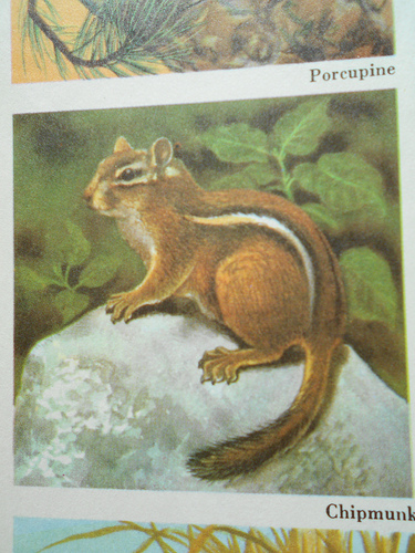 Chipmunk illustration