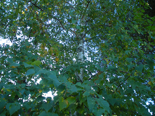 Birch Tree Limbs and Leaves