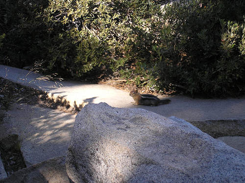 Golden-manteled Ground Squirrel 4