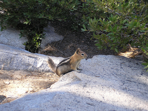 Golden-manteled Ground Squirrel 2