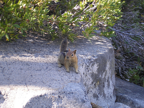 Golden-manteled Ground Squirrel