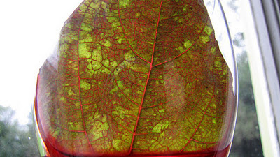 Colored Leaf Using Dye