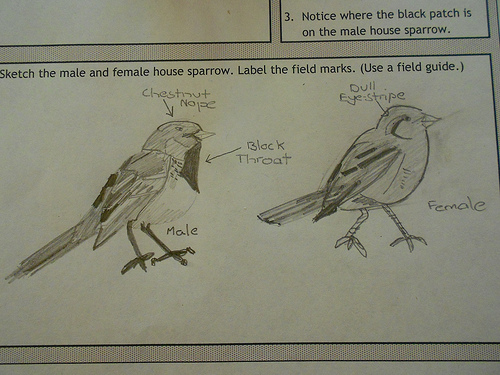 House Sparrow Notebook Page