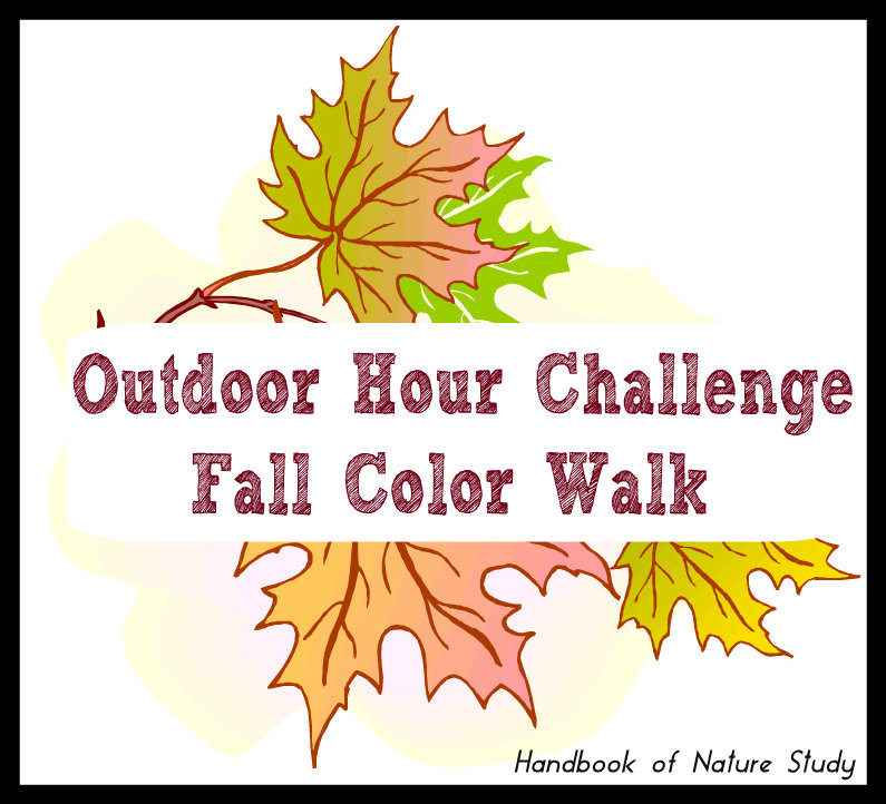 Outdoor Hour Challenge Fall Color Walk @handbookofnaturestudy