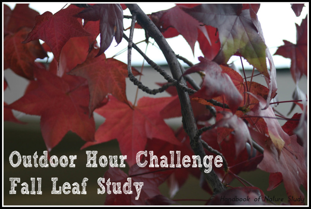 Outdoor Hour Challenge Fall Leaf Study @handbookofnaturestudy