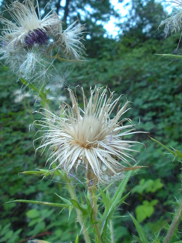 Thistle 1