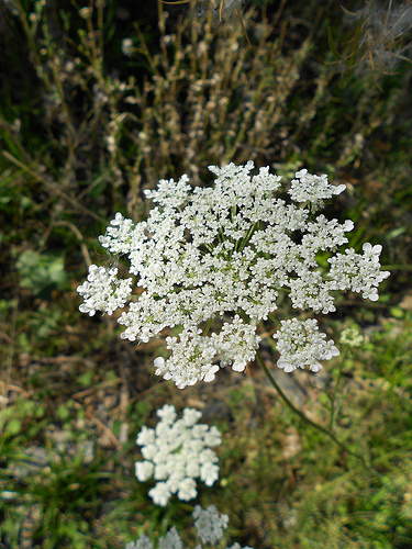 11 2011 Queen Anne's lace