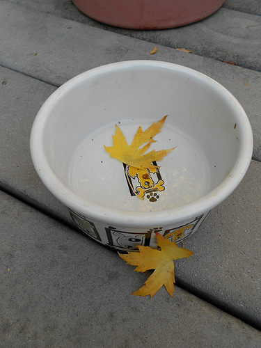 Leaves in Kona's Dish