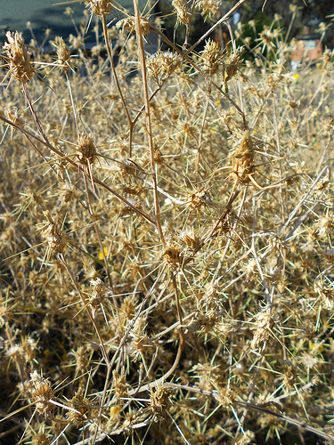 11 2011 Star Thistle