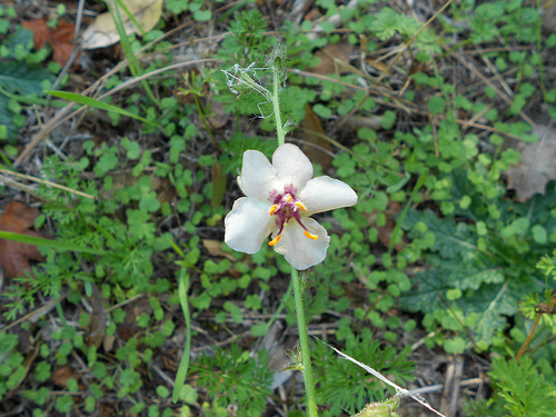 11 2011 Mystery flower