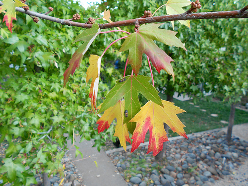 11 2011 Leaves on the tree