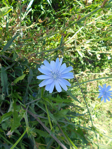 11 2011chicory