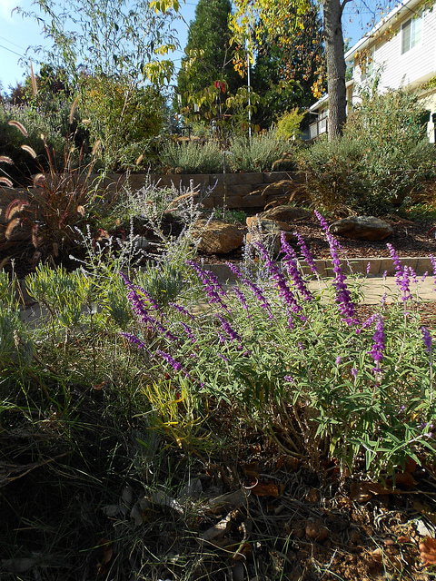 11 2011 Front yard sage