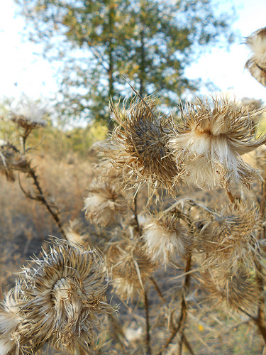 Bull Thistle in Fall