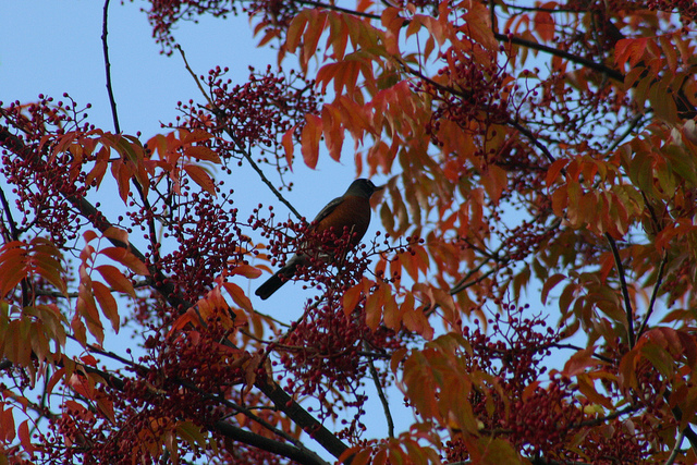 Robin in the Pistache Tree
