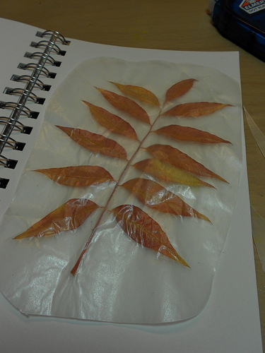 Orange Leaves in My Nature Journal