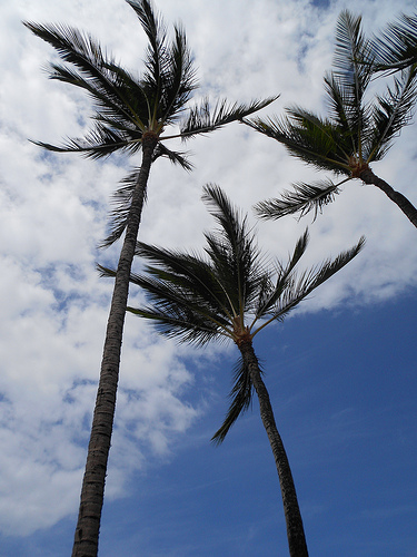 Hawaii Palms and Clouds