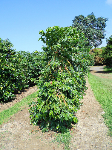 Greenwell Farms Coffee Trees