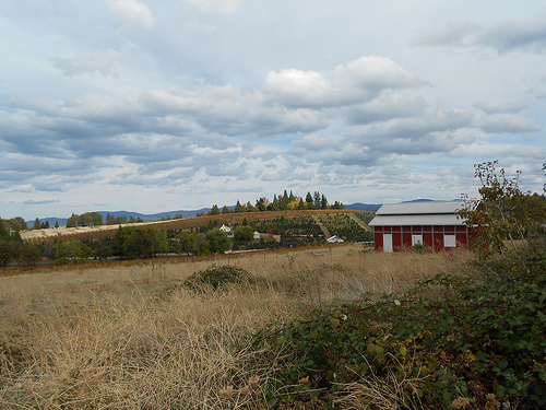 Apple Hill with Barn