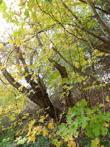 Maple Trees