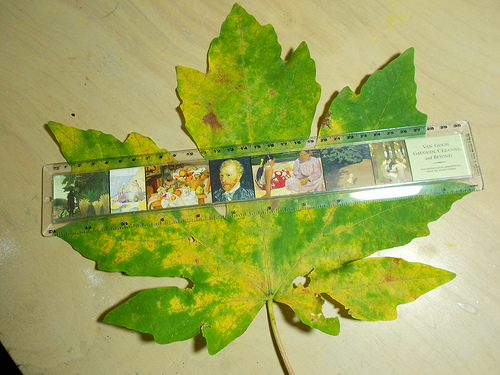 Measuring the Maple Leaf