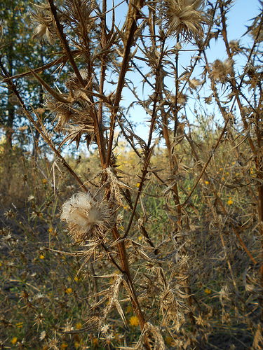 Thistles - brown