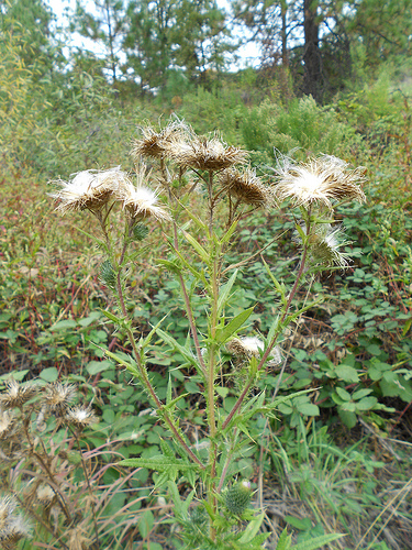 Thistles brown heads